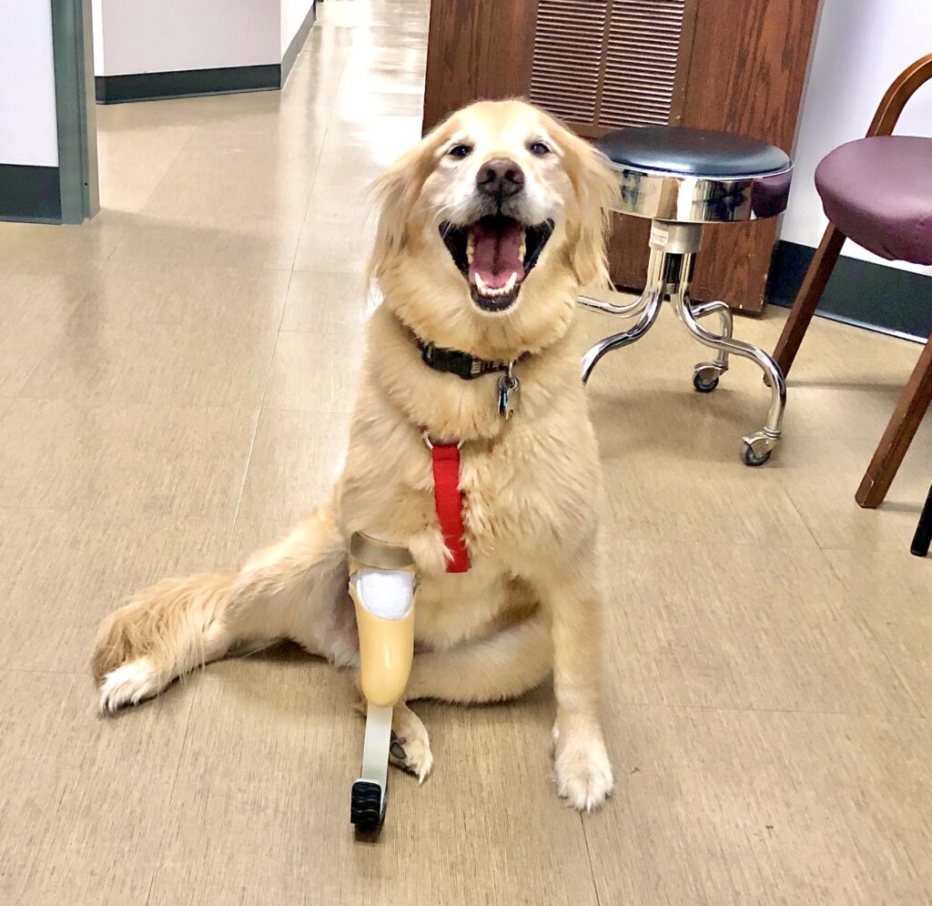 Dog receives prosthetic leg | Blog | Westcoast Brace and Limb