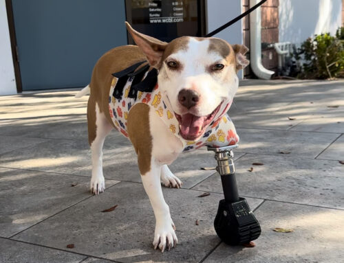 Pet Prosthetics & Bracing