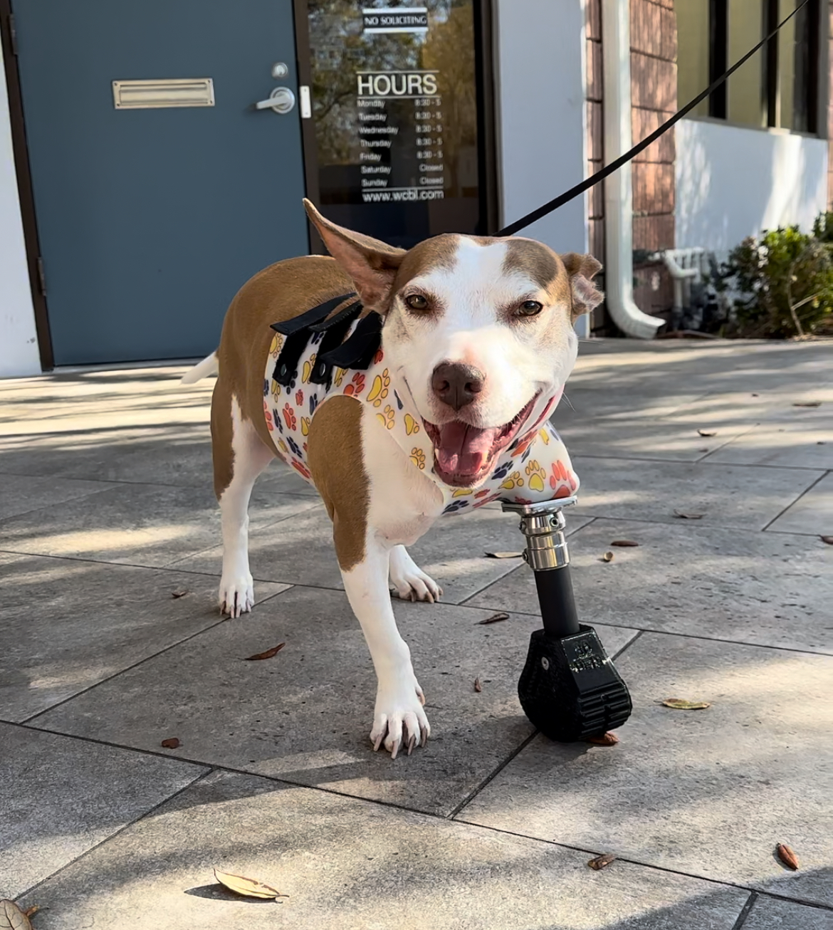 SMALL WHITE AND BROWN DOG WITH FRONT LEFT PROSTHETIC LEG, ON A LEASH, STANDING IN FRONT OF A DOOR.